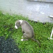 Amerikansk staffordshire terrier Deago