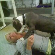 Amerikansk staffordshire terrier Deago