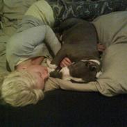 Amerikansk staffordshire terrier Deago