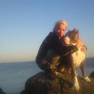 Amerikansk staffordshire terrier Deago