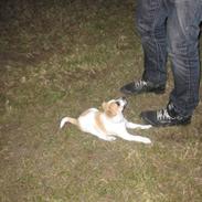 Blanding af racer Silas