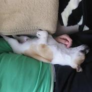 Blanding af racer Silas