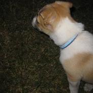 Blanding af racer Silas