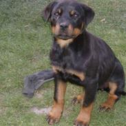 Rottweiler Donna
