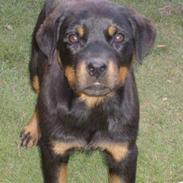 Rottweiler Donna