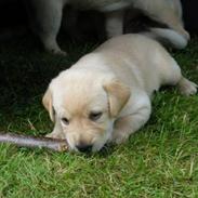 Labrador retriever Xena