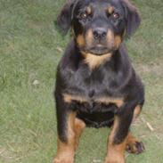 Rottweiler Donna
