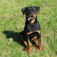 Rottweiler Donna