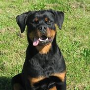 Rottweiler Donna