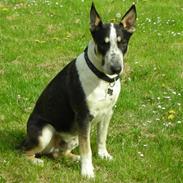 Blanding af racer Plet