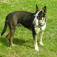 Blanding af racer Plet