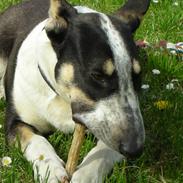 Blanding af racer Plet