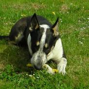 Blanding af racer Plet