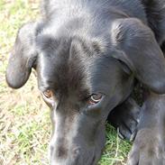 Labrador retriever Nala