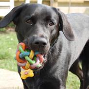 Labrador retriever Nala