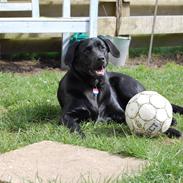 Labrador retriever Nala