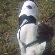 Amerikansk staffordshire terrier Gangsta R.I.P :´(