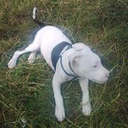 Amerikansk staffordshire terrier Gangsta R.I.P :´(