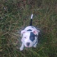 Amerikansk staffordshire terrier Gangsta R.I.P :´(