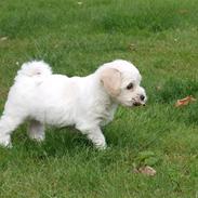 Coton de tulear Coton Bagge Anton