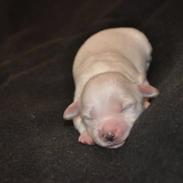 Coton de tulear Coton Bagge Anton