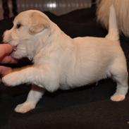 Coton de tulear Coton Bagge Anton