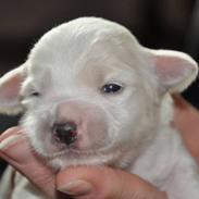 Coton de tulear Coton Bagge Anton