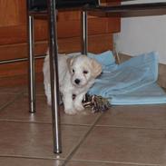 Coton de tulear Coton Bagge Anton