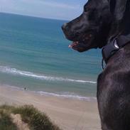 Blanding af racer Kenzo 