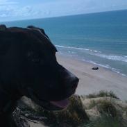 Blanding af racer Kenzo 