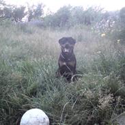 Rottweiler tazja R.I.P