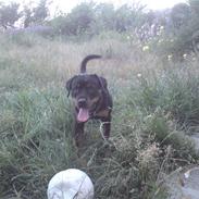 Rottweiler tazja R.I.P