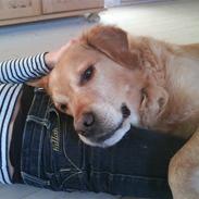 Golden retriever simba tarzan jesager