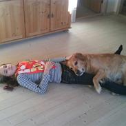 Golden retriever simba tarzan jesager