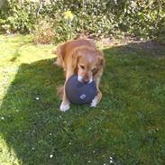 Golden retriever simba tarzan jesager