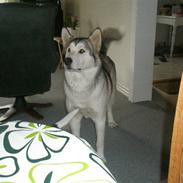 Alaskan malamute Eayla 