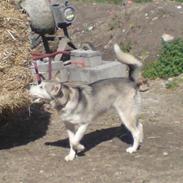 Alaskan malamute Eayla 