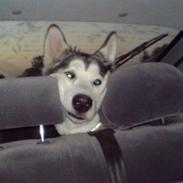 Alaskan malamute Eayla 