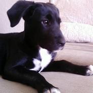 Blanding af racer Laika