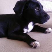 Blanding af racer Laika