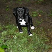 Blanding af racer Laika