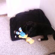 Blanding af racer Laika