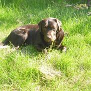 Labrador retriever Jack. R.I.P