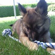 Islandsk fårehund Sælgæti's Balto<3