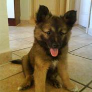 Islandsk fårehund Sælgæti's Balto<3