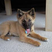 Islandsk fårehund Sælgæti's Balto<3