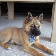 Islandsk fårehund Sælgæti's Balto<3