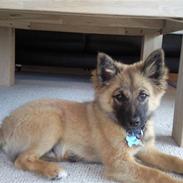 Islandsk fårehund Sælgæti's Balto<3