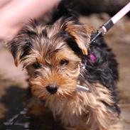 Yorkshire terrier Ella