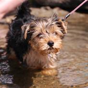 Yorkshire terrier Ella